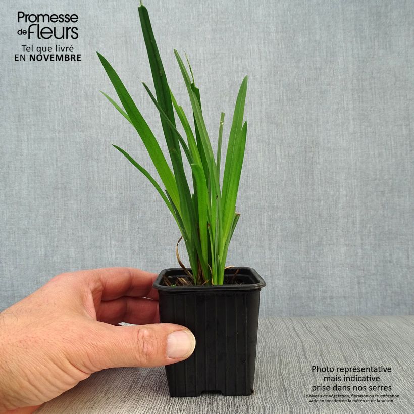 Esemplare di Schizostylis coccinea Mrs Hegarty Vasetto da 8/9 cm come consegnato in autunno