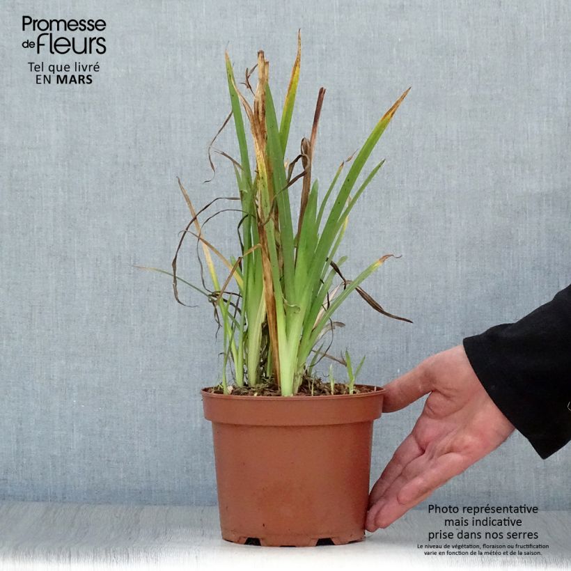 Schizostylis coccinea Mrs Hegarty Vaso da 2L/3L esemplare consegnato in primavera