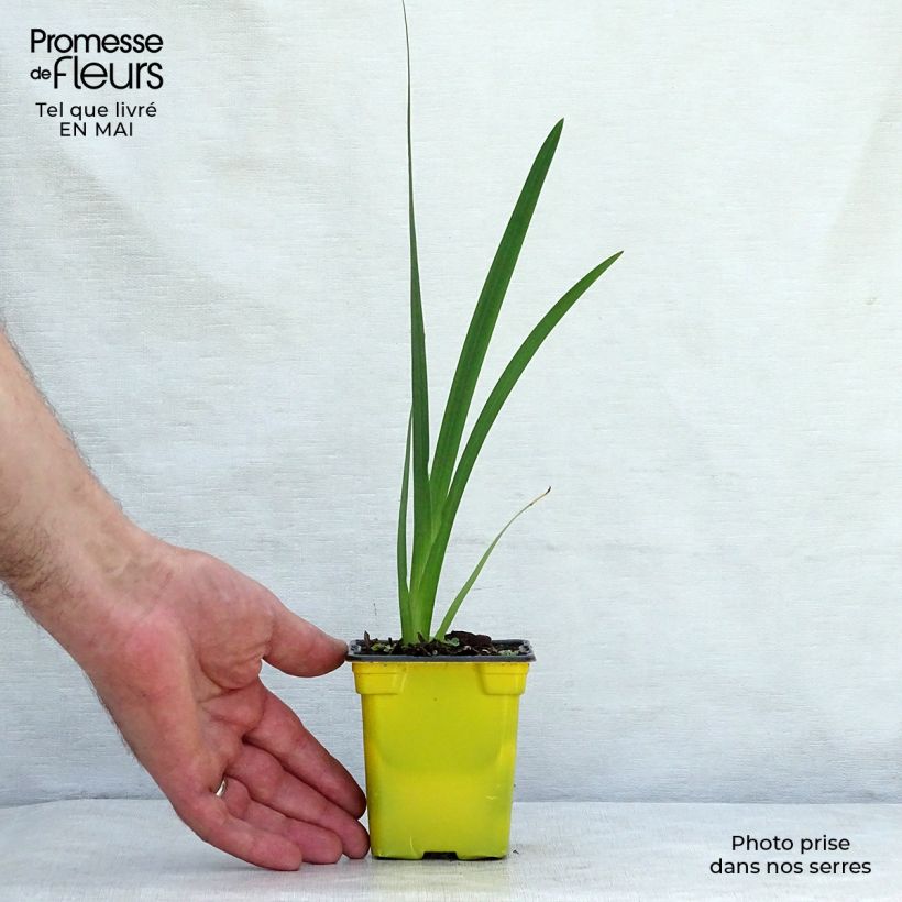 Schizostylis coccinea Alba Vasetto da 7/8 cm esemplare consegnato in primavera