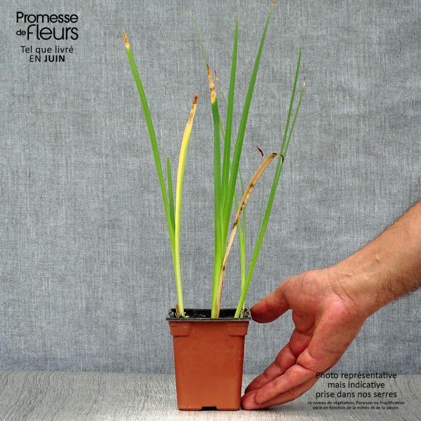 Esemplare di Schizostylis coccinea Alba Vasetto da 7/8 cm consegnato in estate