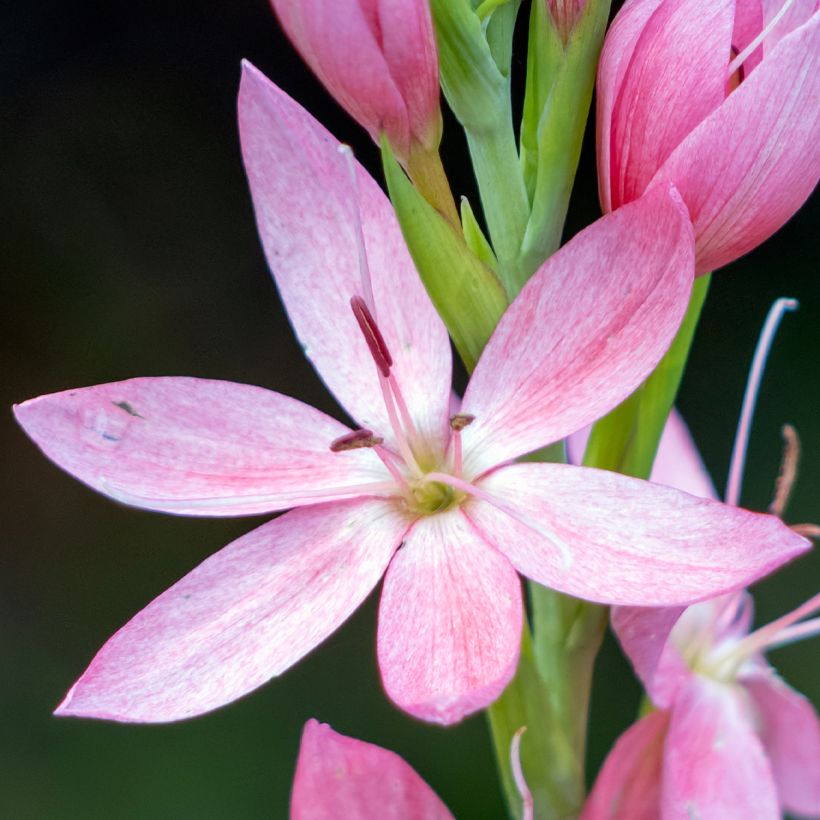 Schizostylis coccinea Rosea (Flowering)