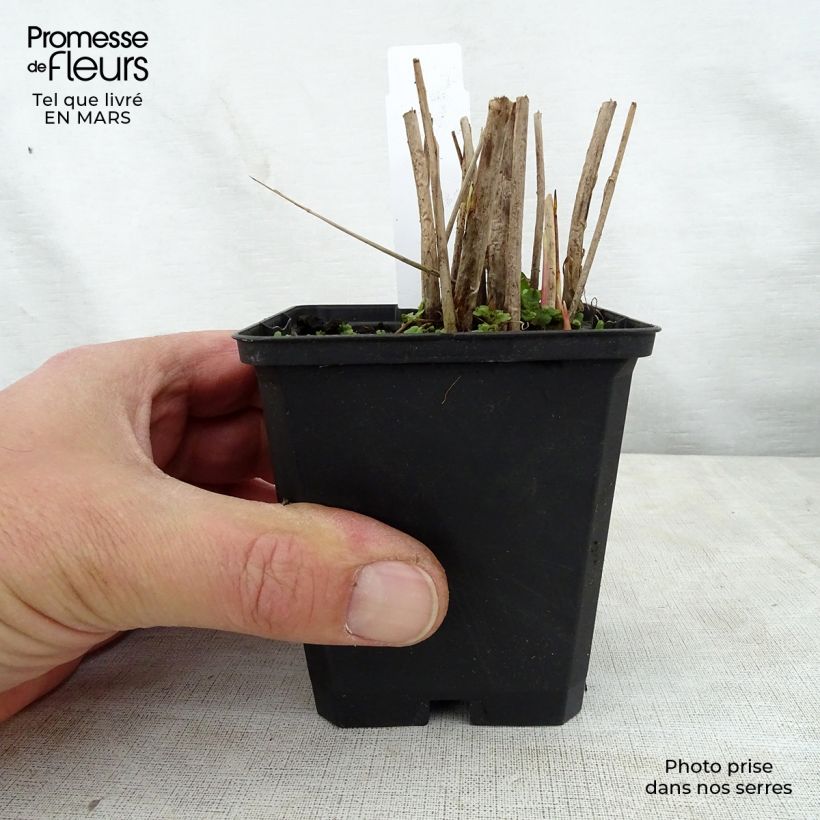 Schoenoplectus lacustris subsp tabernaemontani Zebrinus Vasetto da 8/9 cm esemplare consegnato in primavera