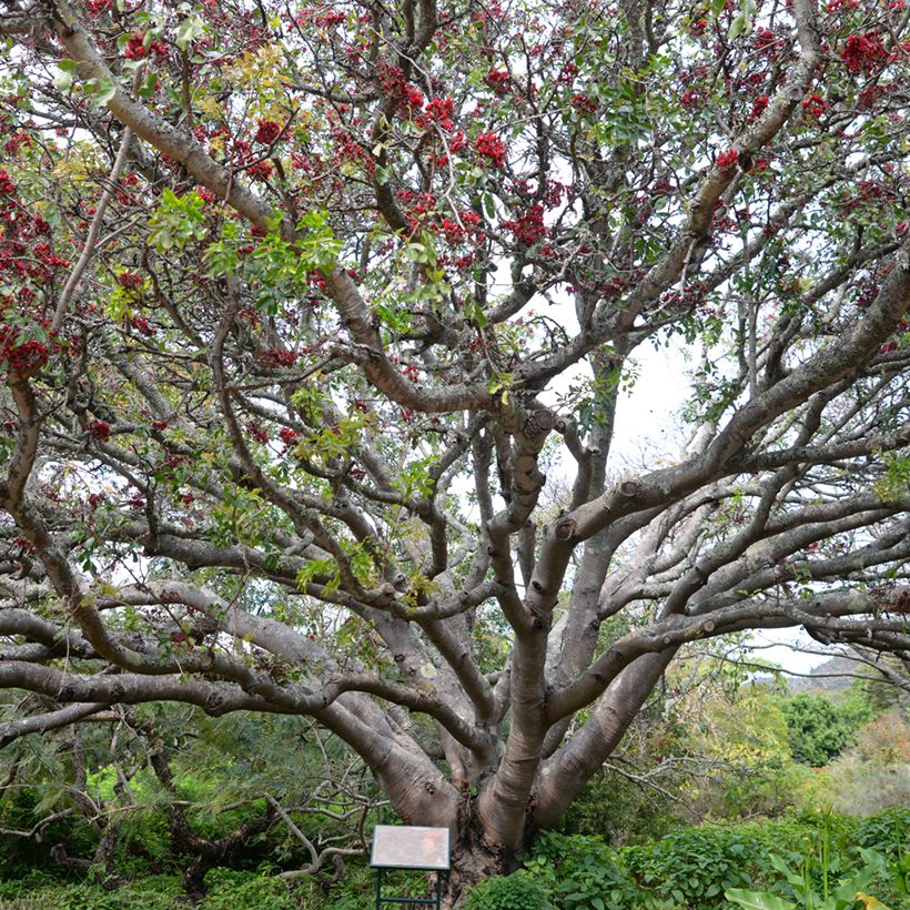 Schotia brachypetala  (Porto)