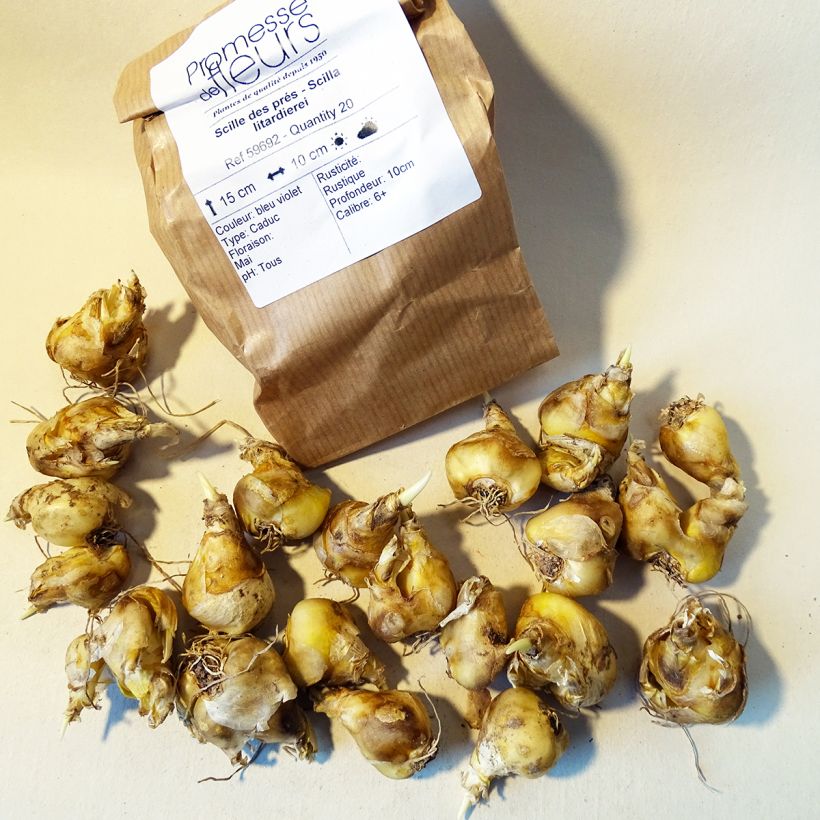 Esempio di esemplare Scilla litardierei - Scilla di Litardiere Bulbo taglia 6+ come consegnato