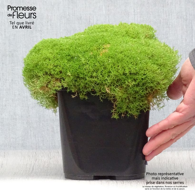 Scleranthus uniflorus Vaso da 3L/4L esemplare consegnato in primavera