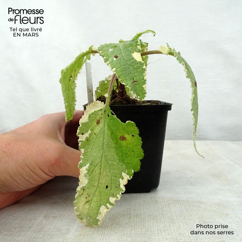 Example of Scrophularia auriculata Variegata Vasetto da 8/9 cm as you get in printemps
