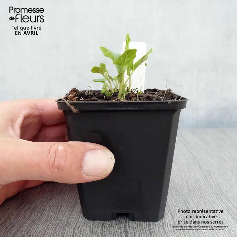 Example of Scutellaria incana Vasetto da 8/9 cm as you get in printemps