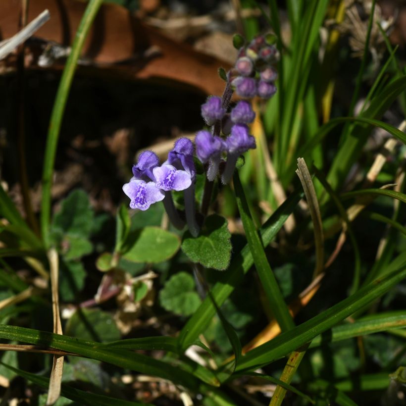 Scutellaria indica var. parviflora Parviflora (Flowering)
