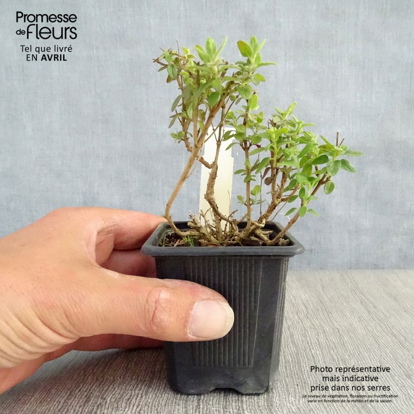 Example of Scutellaria suffrutescens Vasetto da 8/9 cm as you get in printemps