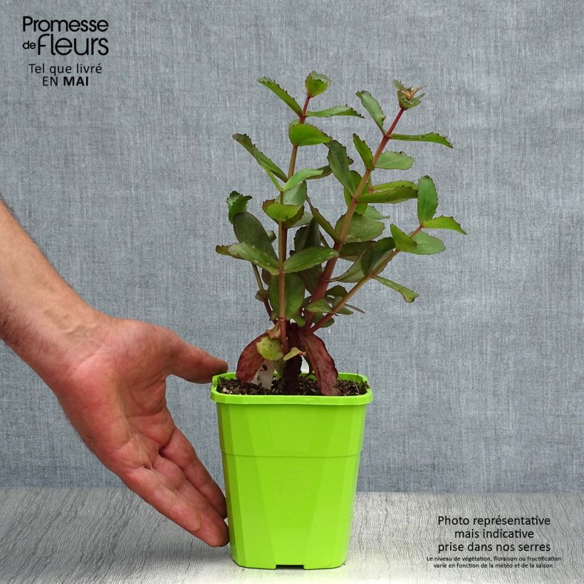 Sedum Black Knight Vaso da 1L/1,5L esemplare consegnato in primavera