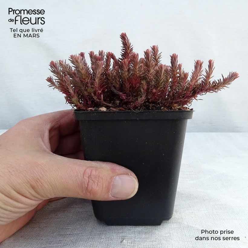 Sedum Chocolate Ball Vasetto da 8/9 cm esemplare consegnato in primavera