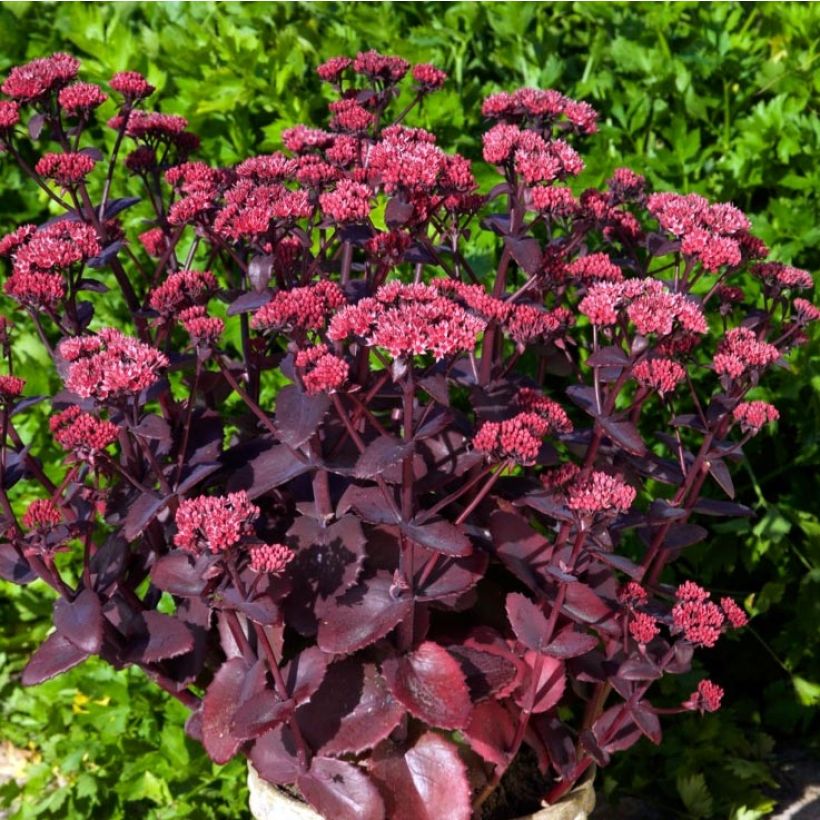 Sedum telephium Chocolate Cherry (Porto)