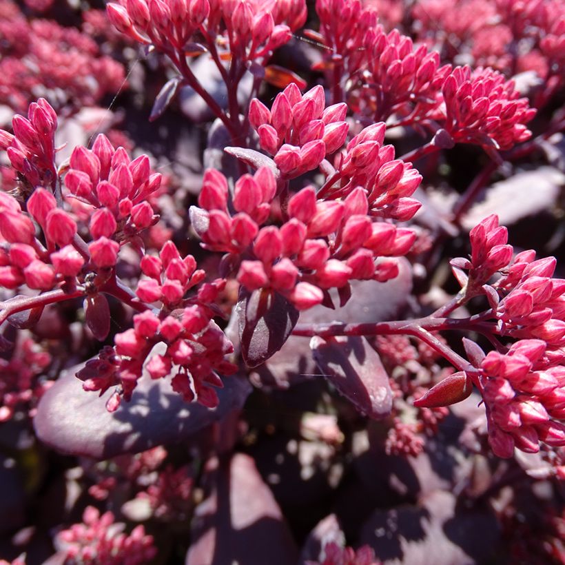 Sedum telephium Chocolate Cherry (Fioritura)