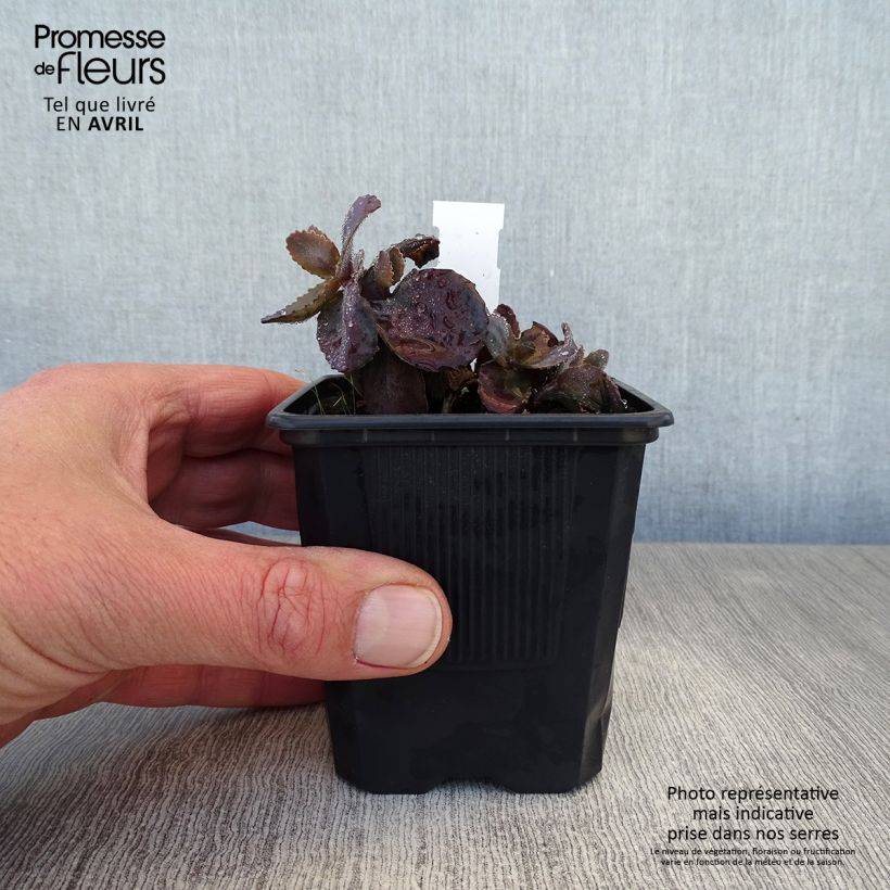 Sedum telephium Chocolate Cherry Vasetto da 8/9 cm esemplare consegnato in primavera