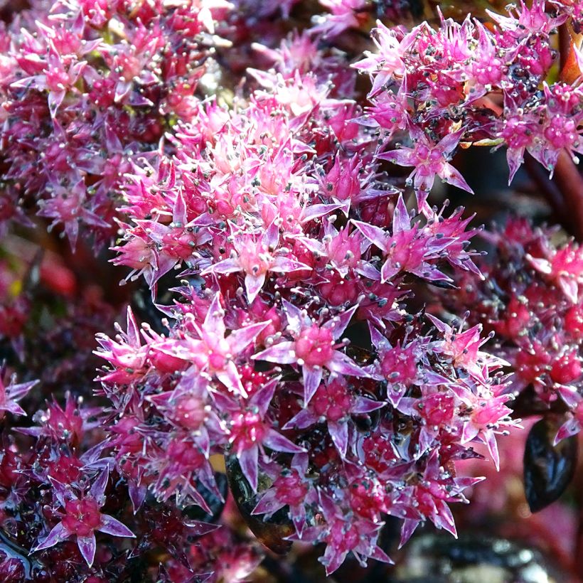 Sedum Chocolate (Fioritura)