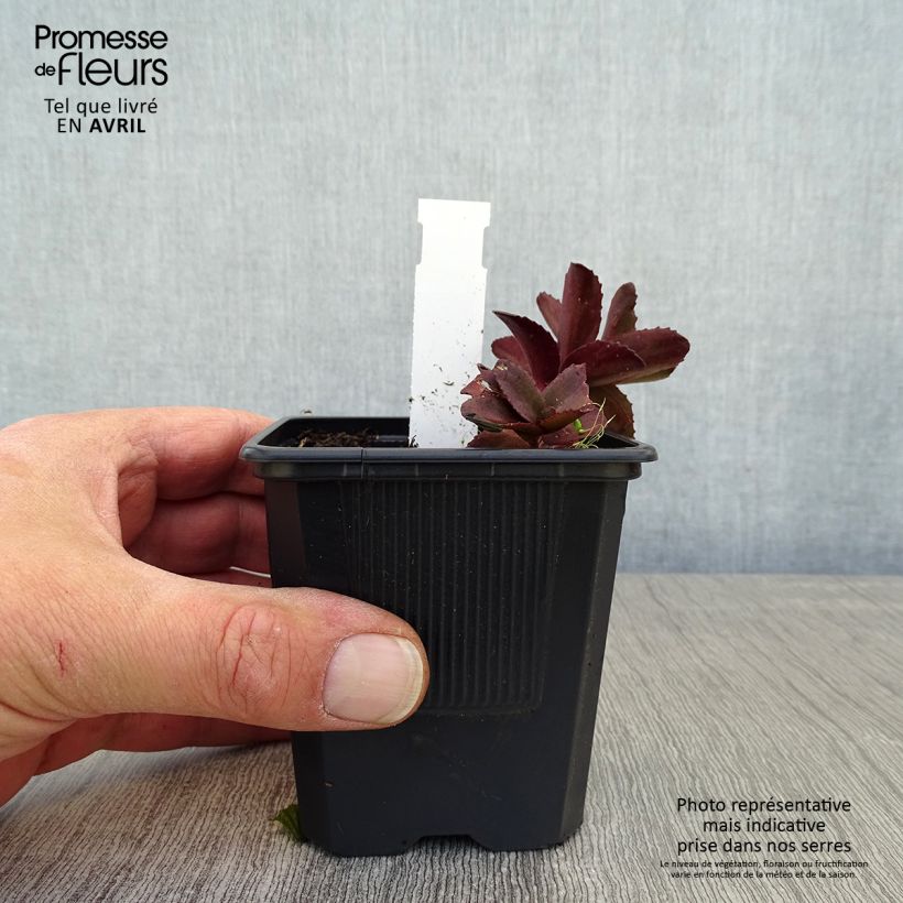Example of Sedum telephium Dark Magic Vasetto da 8/9 cm as you get in printemps