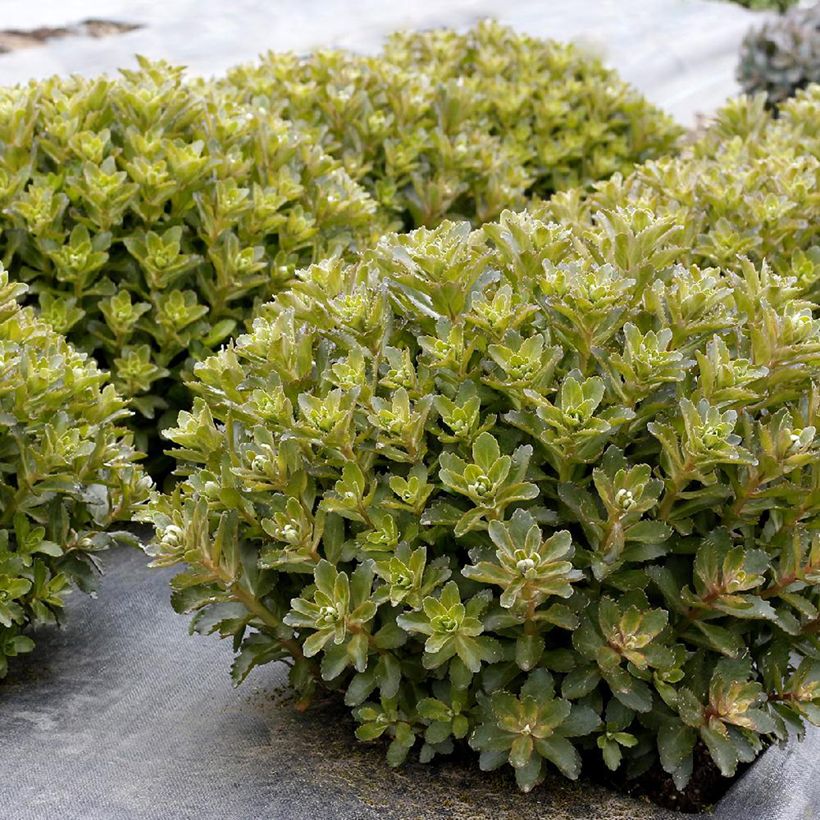 Sedum telephium Double Martini (Fogliame)