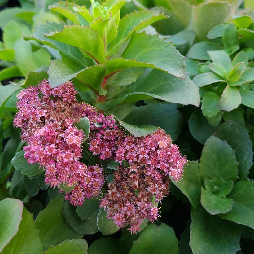 Sedum telephium Double Martini (Fioritura)