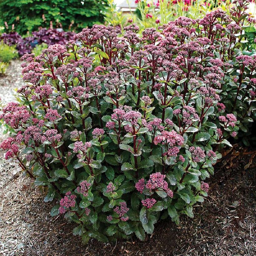 Sedum telephium Double Martini (Porto)
