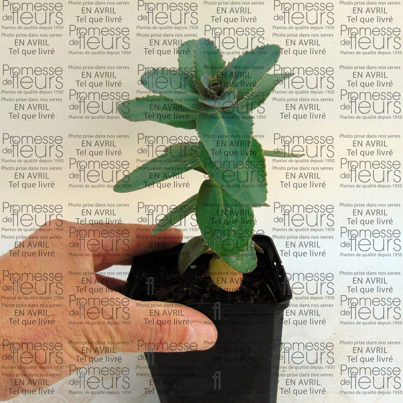 Esempio di esemplare Sedum Eline Vasetto da 8/9 cm come consegnato