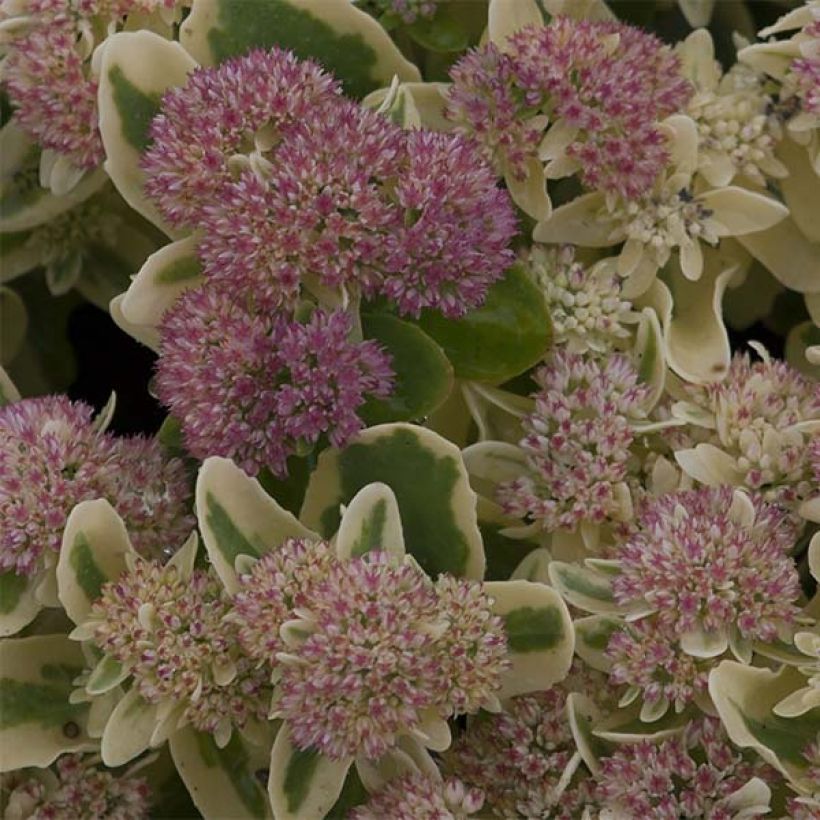 Sedum spectabile Frosted Fire - Borracina (Fioritura)