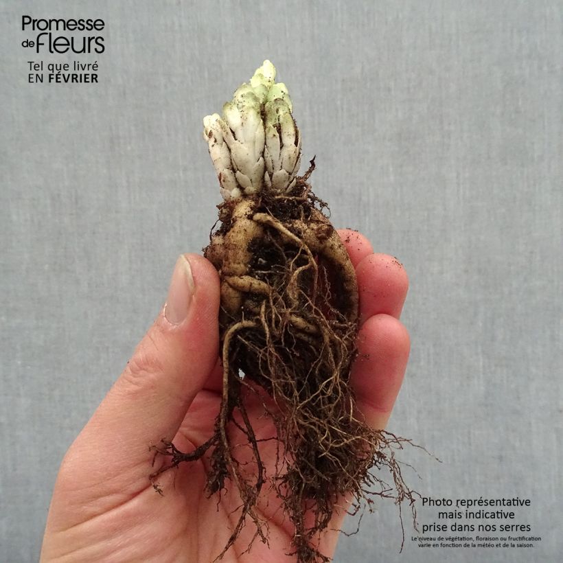 Sedum spectabile Frosted Fire - Borracina Piante piccole a radice nuda esemplare consegnato in inverno