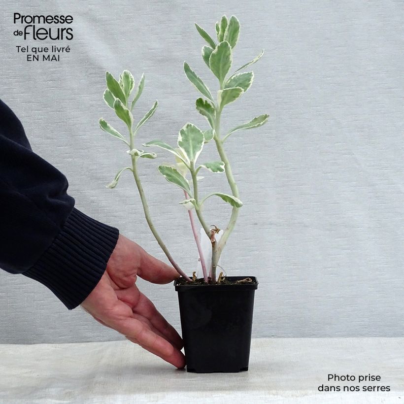 Example of Sedum Frosty Morn Vasetto da 8/9 cm as you get in printemps