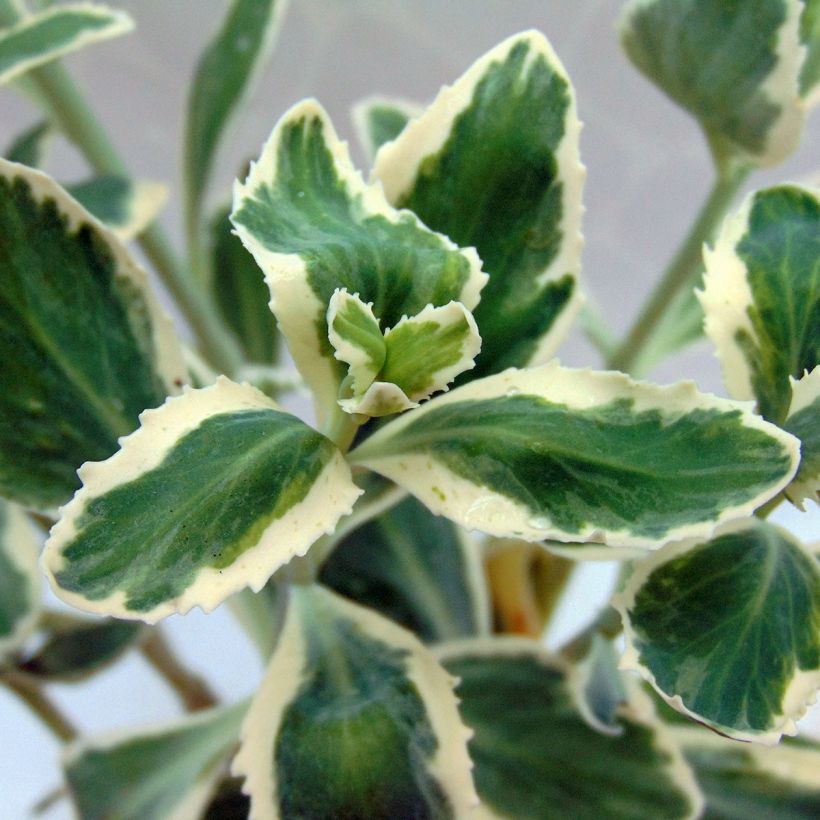 Sedum Frosty Morn (Foliage)