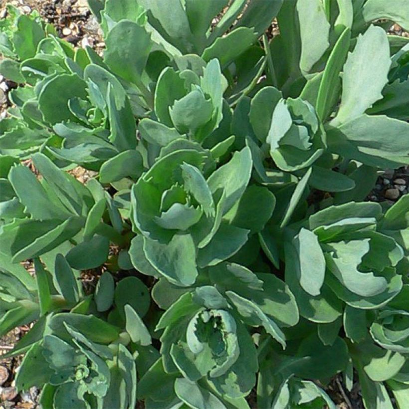 Sedum Herbstfreude (Foliage)