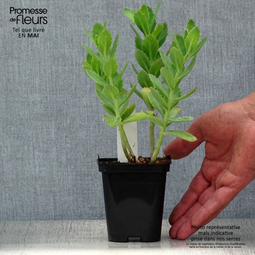 Example of Sedum Herbstfreude Vasetto da 8/9 cm as you get in printemps