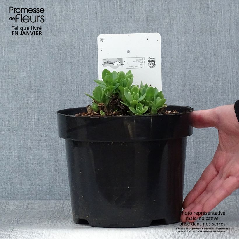 Example of Sedum Herbstfreude Vaso da 3L/4L as you get in hiver