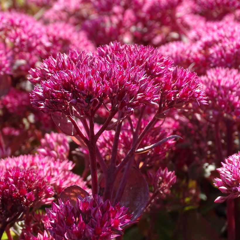 Sedum telephium Thunderhead (Flowering)