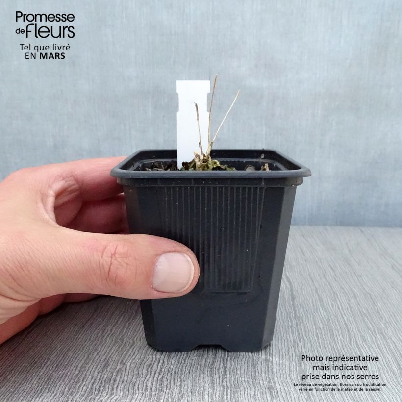 Example of Sedum telephium Thunderhead Vasetto da 8/9 cm as you get in printemps