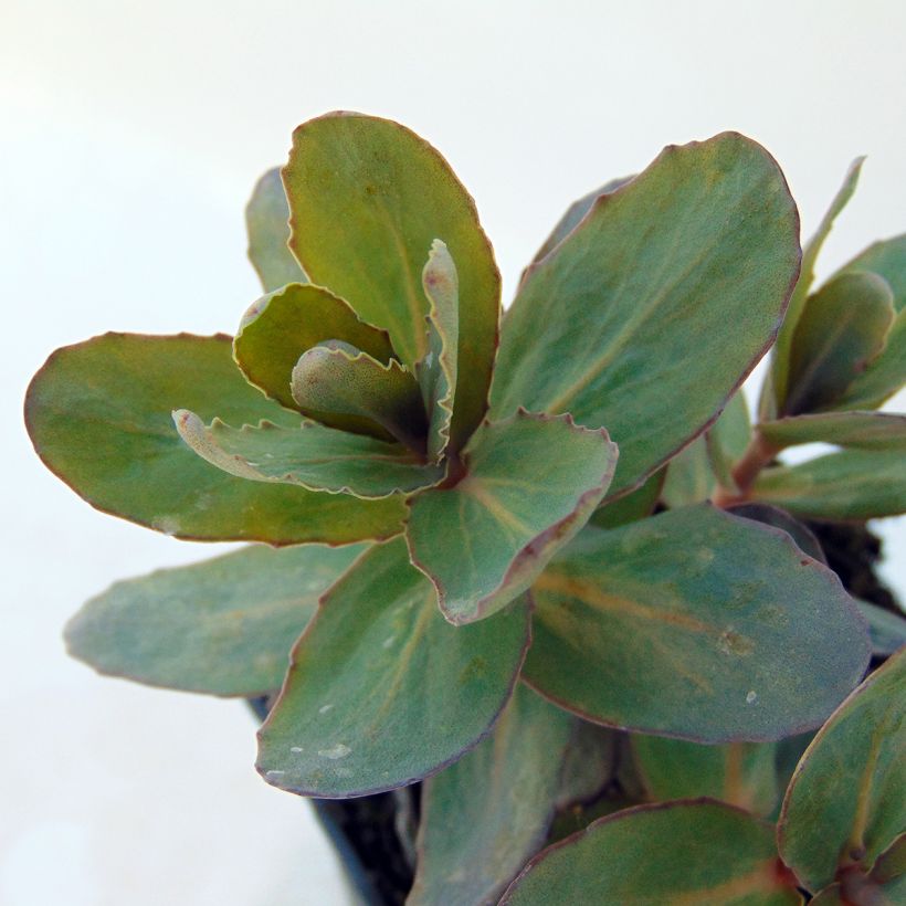 Sedum spectabile Jose Aubergine - Borracina (Fogliame)