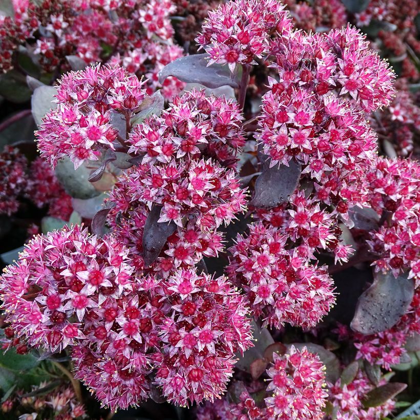 Sedum spectabile Jose Aubergine - Borracina (Fioritura)