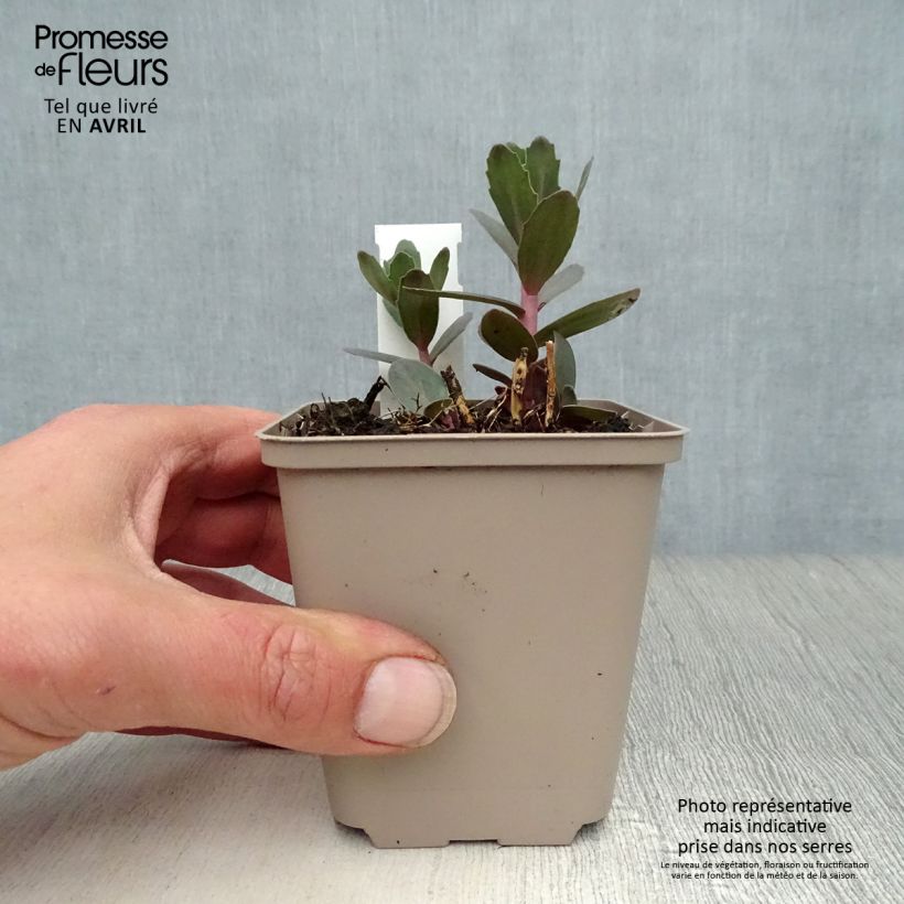 Sedum spectabile Jose Aubergine - Borracina Vasetto da 8/9 cm esemplare consegnato in primavera