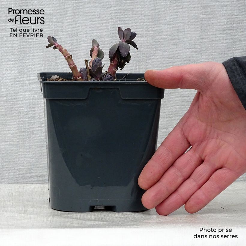 Sedum spectabile Jose Aubergine - Borracina Vaso da 2L/3L esemplare consegnato in inverno