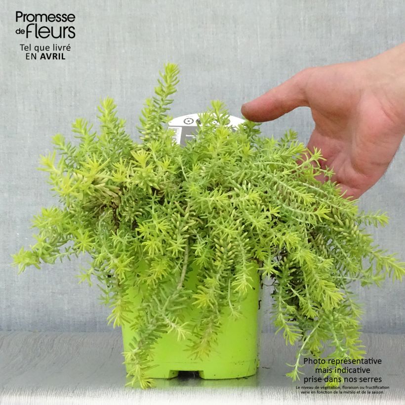 Sedum Lemon Ball Vaso da 2L/3L esemplare consegnato in primavera