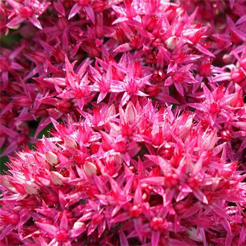 Sedum Mr Goodbud (Fioritura)