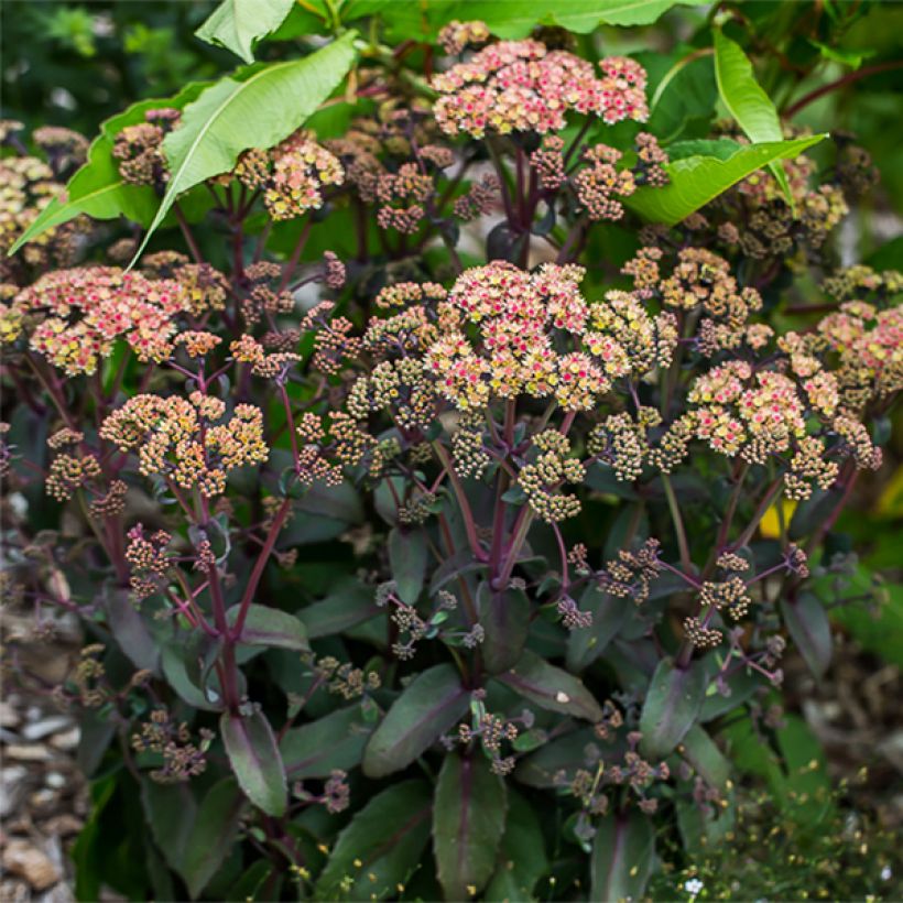Sedum spectabile Orange Xenox - Borracina (Plant habit)