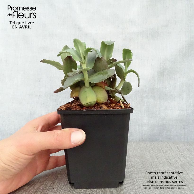 Example of Sedum spectabile Orange Xenox - Borracina Vasetto da 8/9 cm as you get in printemps