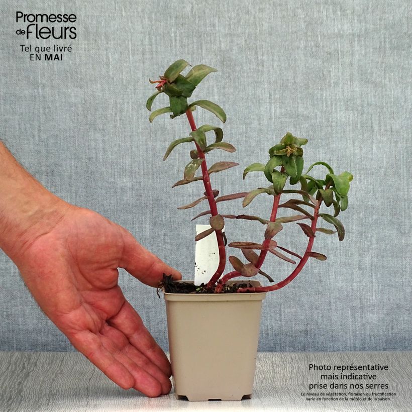 Sedum spectabile Purple Emperor - Borracina Vasetto da 8/9 cm esemplare consegnato in primavera