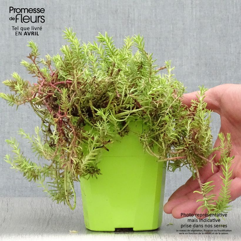 Example of Sedum SunSparkler Angelina's Teacup Vaso da 1L/1,5L as you get in printemps