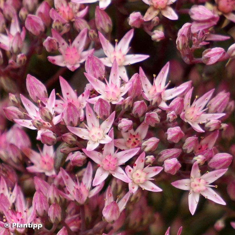 Sedum Sunsparkler Jade Tuffet (Fioritura)