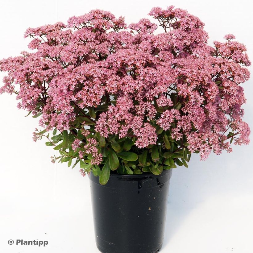 Sedum Sunsparkler Jade Tuffet (Porto)