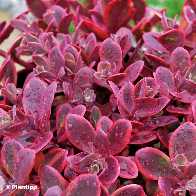 Sedum Sunsparkler Wildfire (Fogliame)