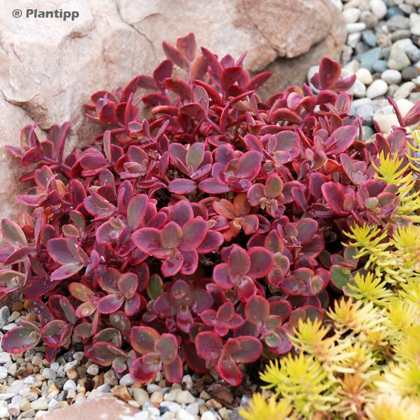 Sedum Sunsparkler Wildfire (Porto)