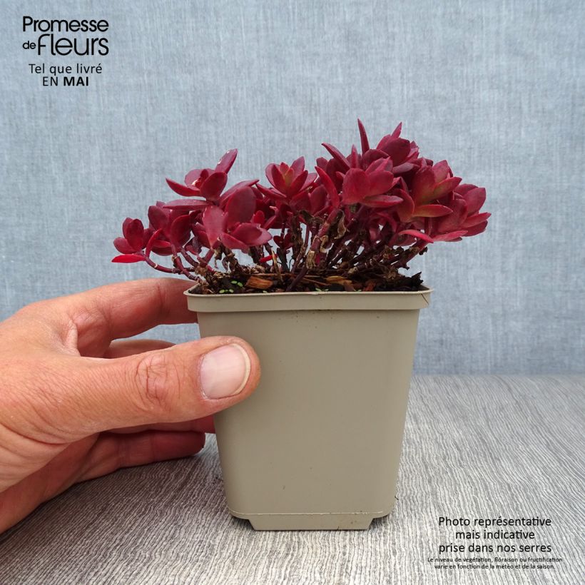 Example of Sedum Sunsparkler Cherry Tart Vasetto da 8/9 cm as you get in printemps