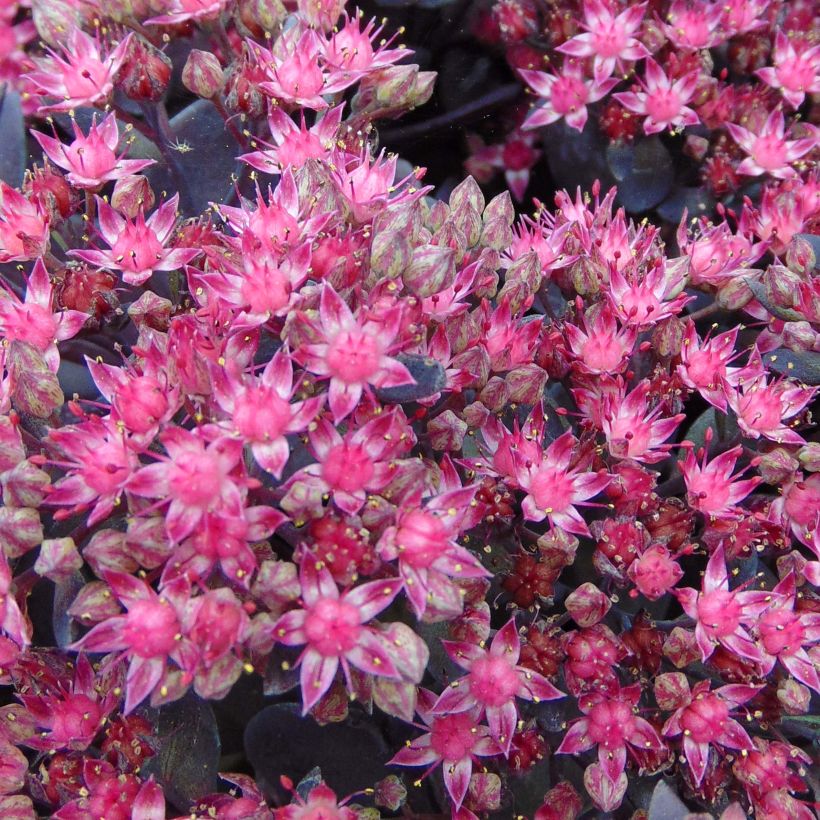 Sedum Sunsparkler Dazzleberry (Flowering)