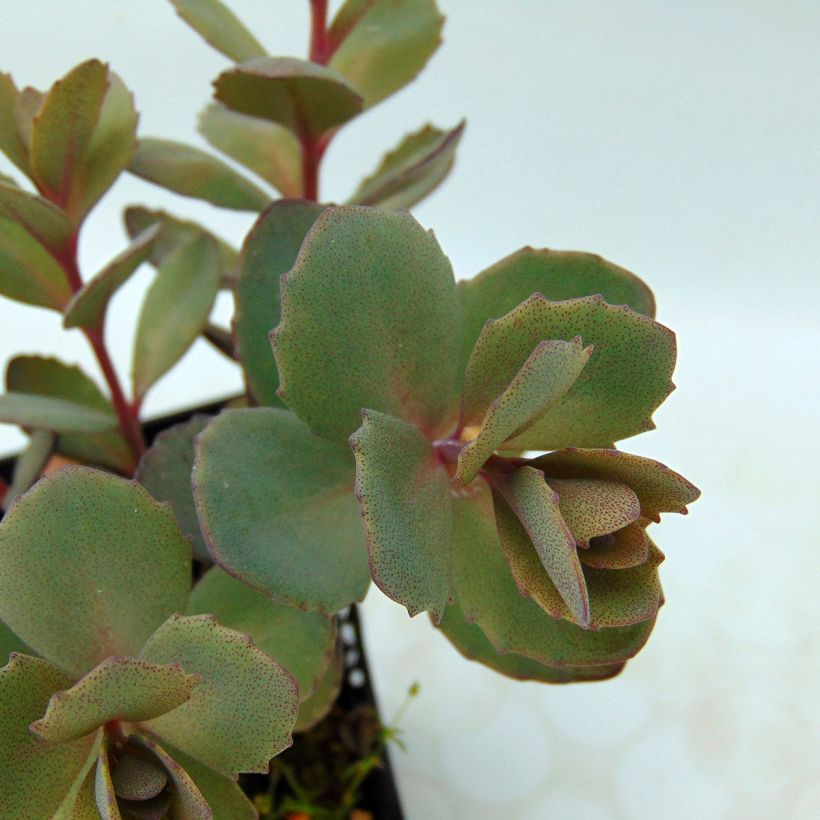 Sedum Sunsparkler Dazzleberry (Foliage)